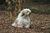 TERRIER DU TIBET 391